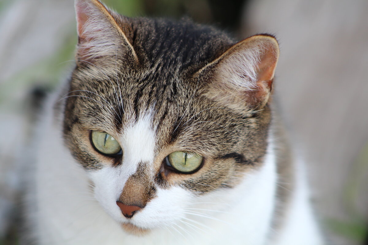 Шкод-модель - ii_ik Иванов