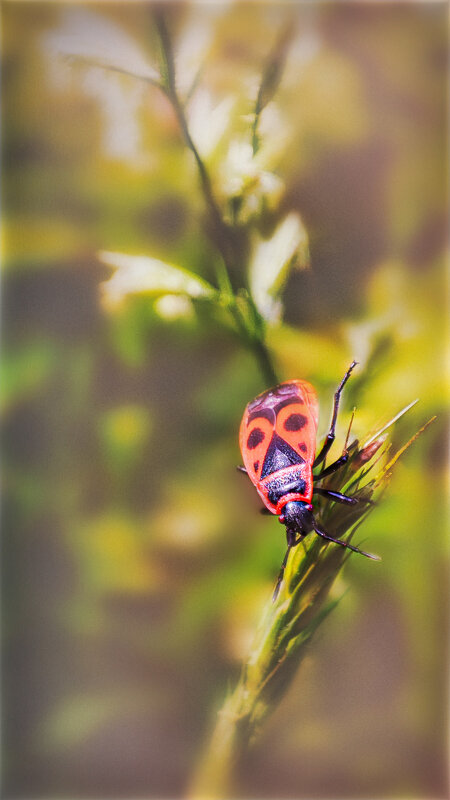 Минускулы(букашки) - AZ east3