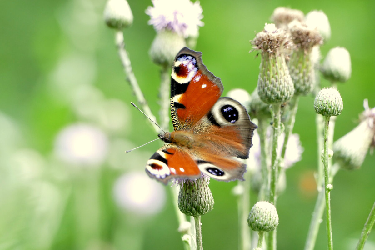 и снова бабочки 7 - Александр Прокудин