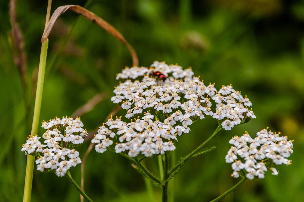 Травы.... - Aquarius - Сергей Травы.... - Aquarius - Сергей
