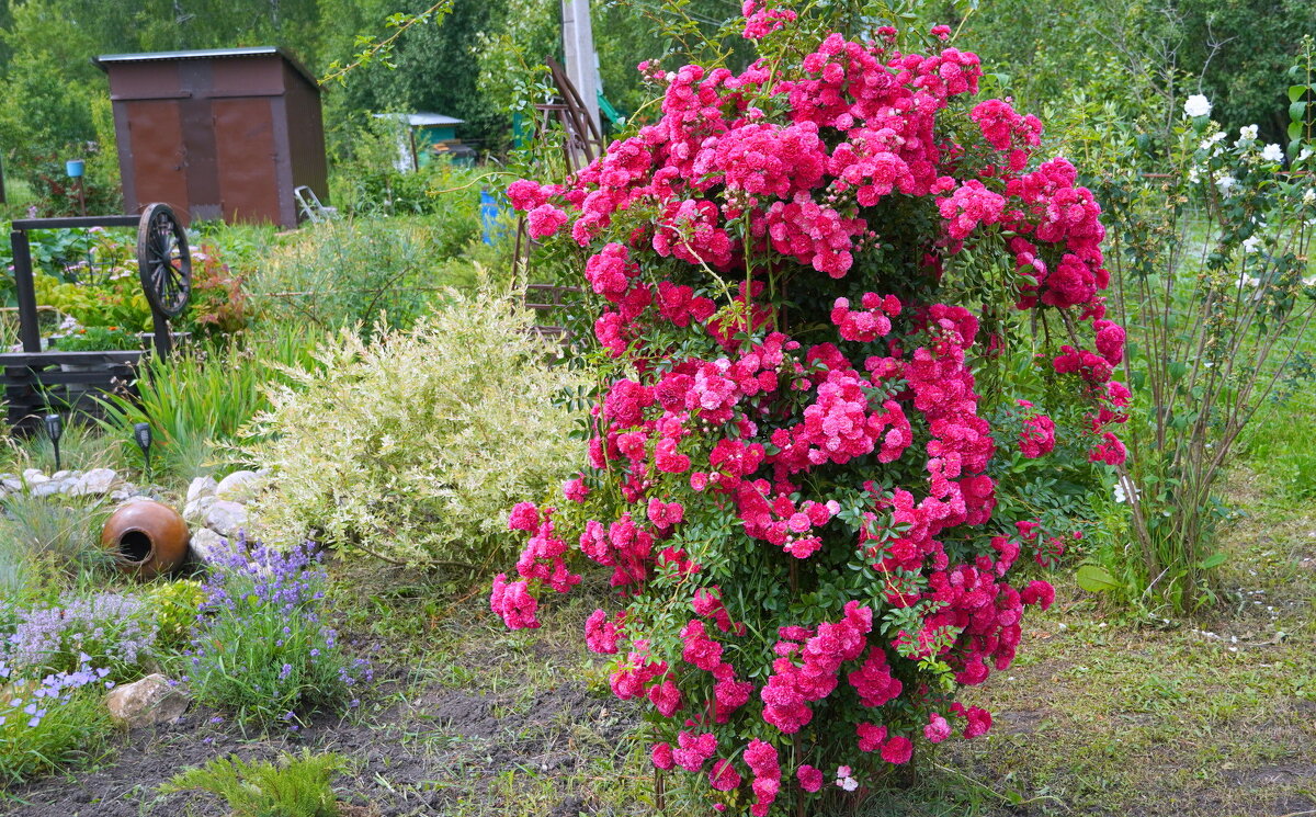 Роза . - Alex 711402