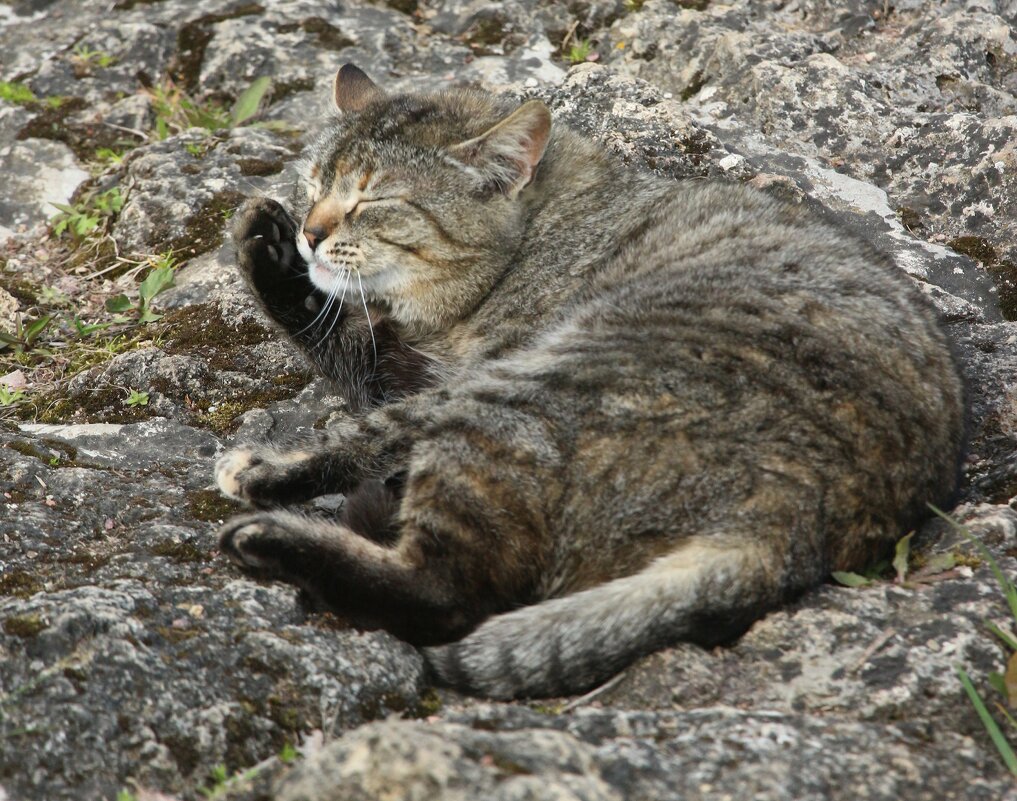 Орловский кот - Наталья Герасимова