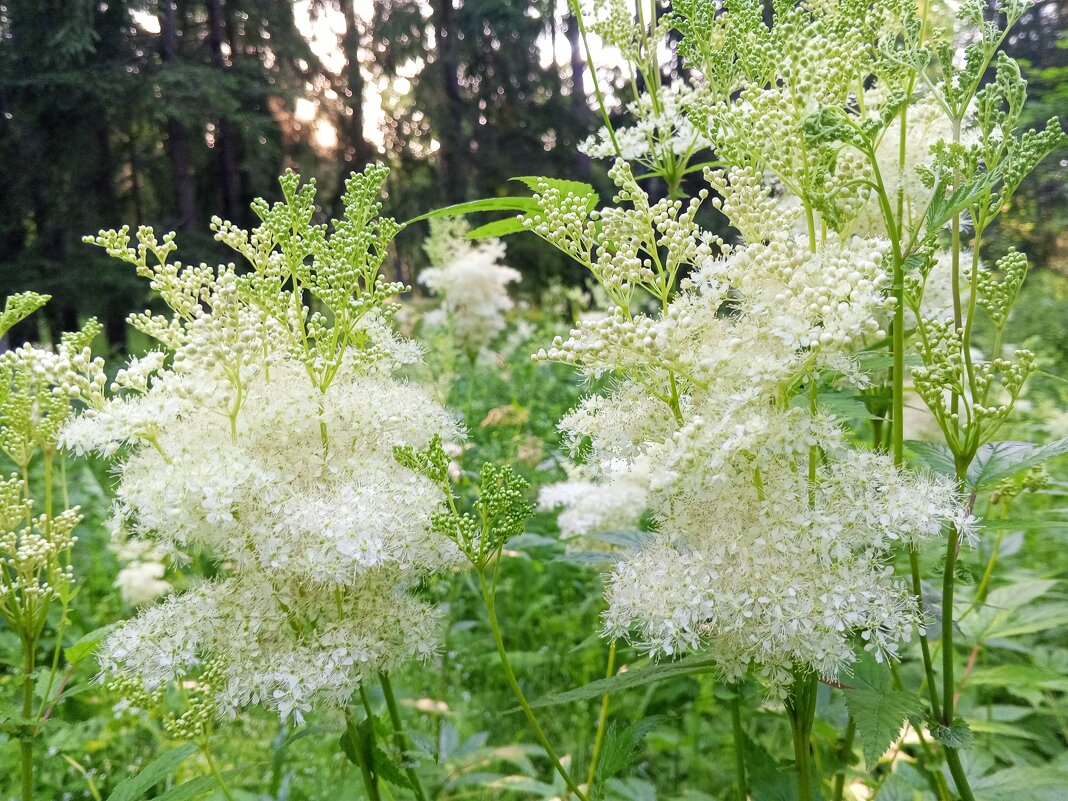 Таволга - Сапсан 