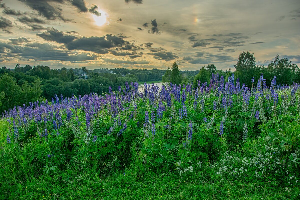 Люпиновый мир - Александр Филатов