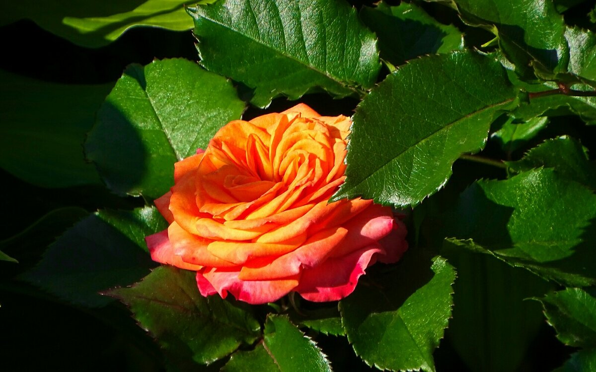 "Укрылась" роза листьями от солнца. - Милешкин Владимир Алексеевич "Укрылась" роза листьями от солнца. - Милешкин Владимир Алексеевич