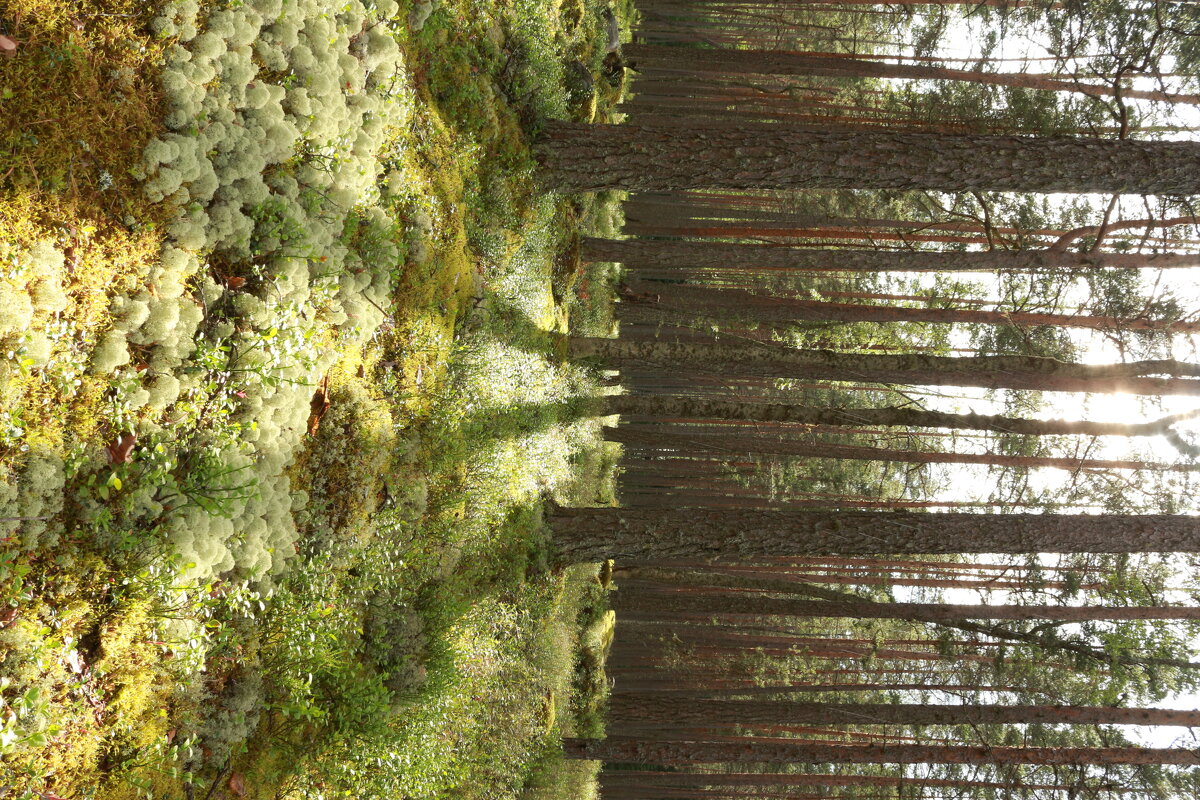 Солнце в сосновом лесу - Максим Егоров