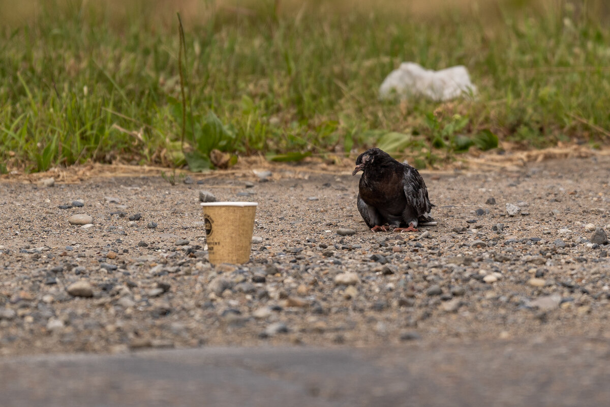 Голубь просит милостыню у обочины - Сергей Флетчер Голубь просит милостыню у обочины - Сергей Флетчер