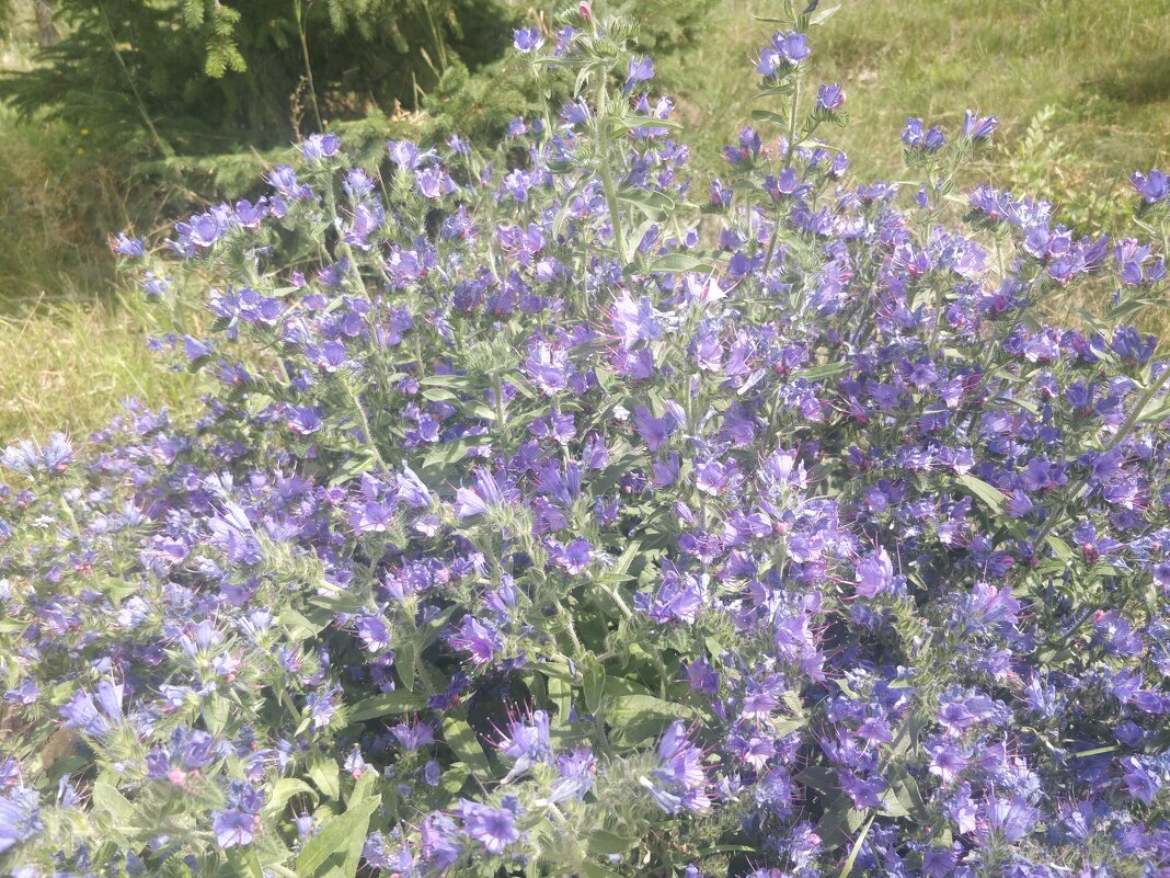 Полевые цветы - Андрей Хлопонин