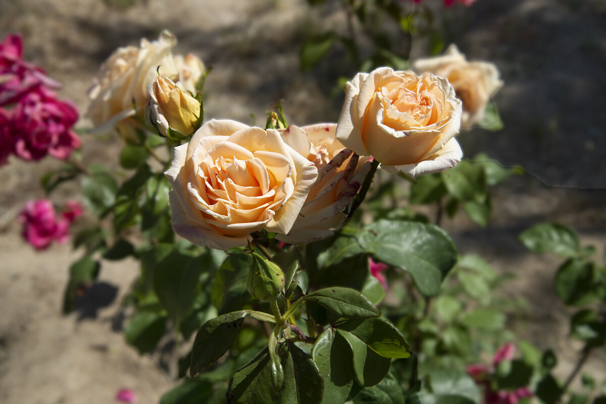 Розы - Анатолий Чикчирный Розы - Анатолий Чикчирный