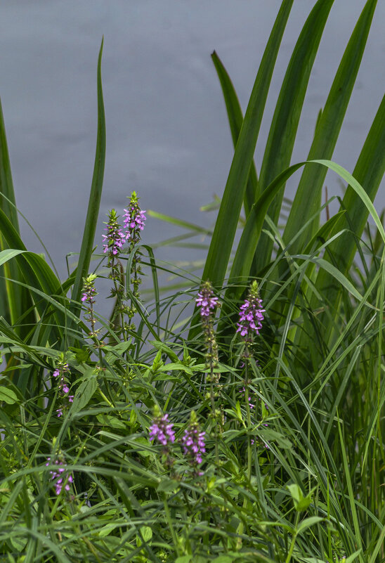Среди зелени - Сергей Цветков