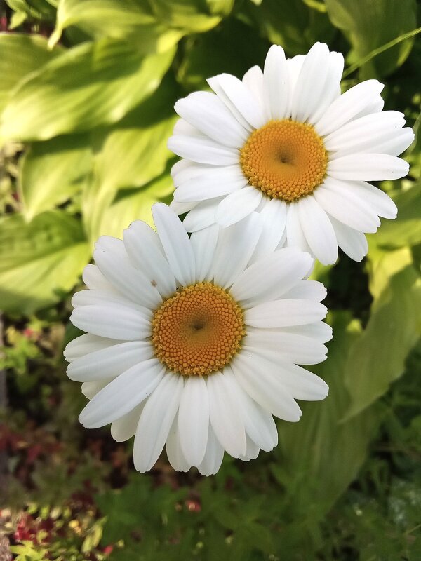 Ромашечки - Фотогруппа Весна