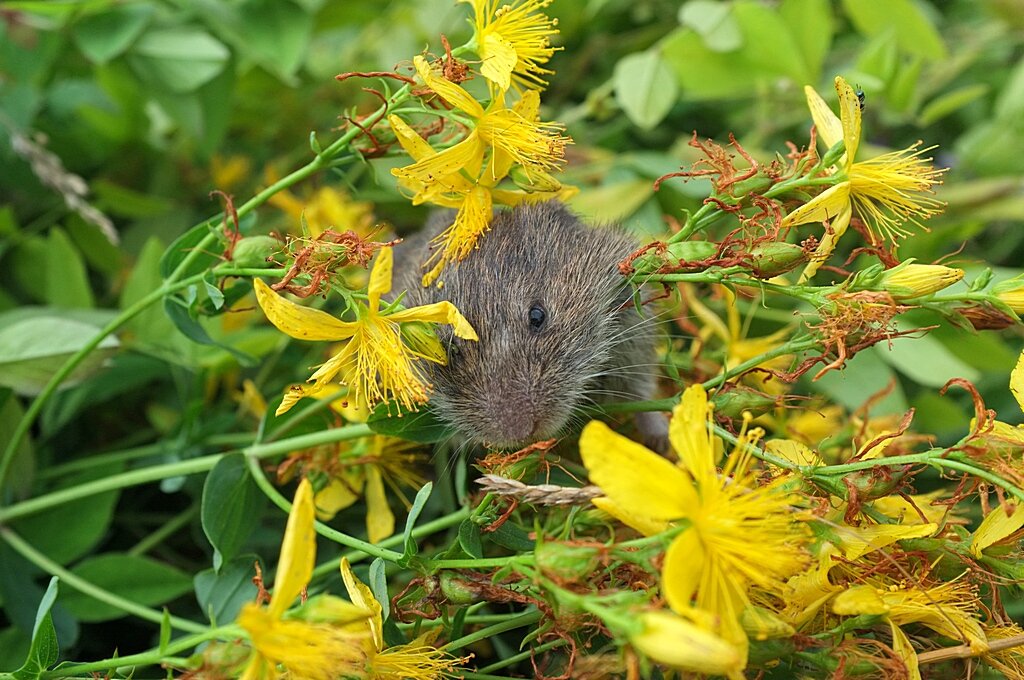 Мышка  норушка... )) - Владимир Хиль