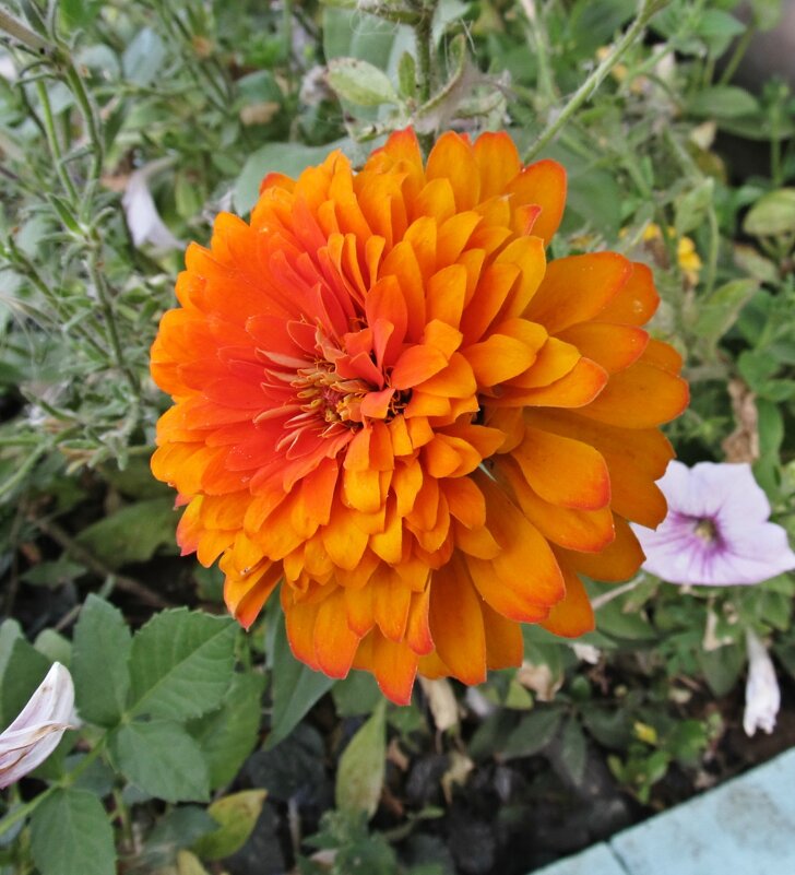 Оранжевый король - PRP 