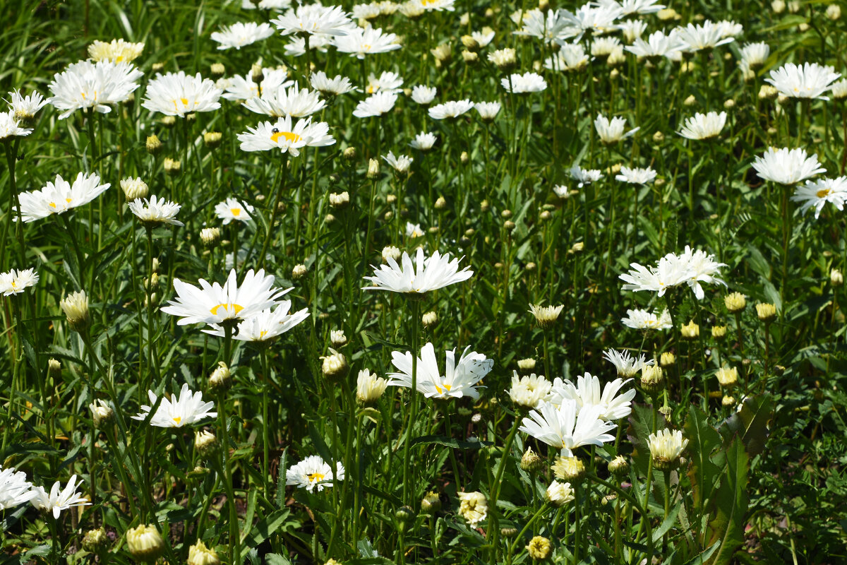 Москва. Битцевский лес. - Наташа ***** Москва. Битцевский лес. - Наташа *****