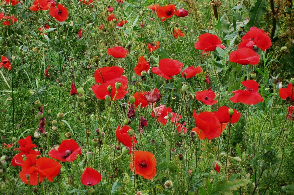 Маки на зеленом - Натали 