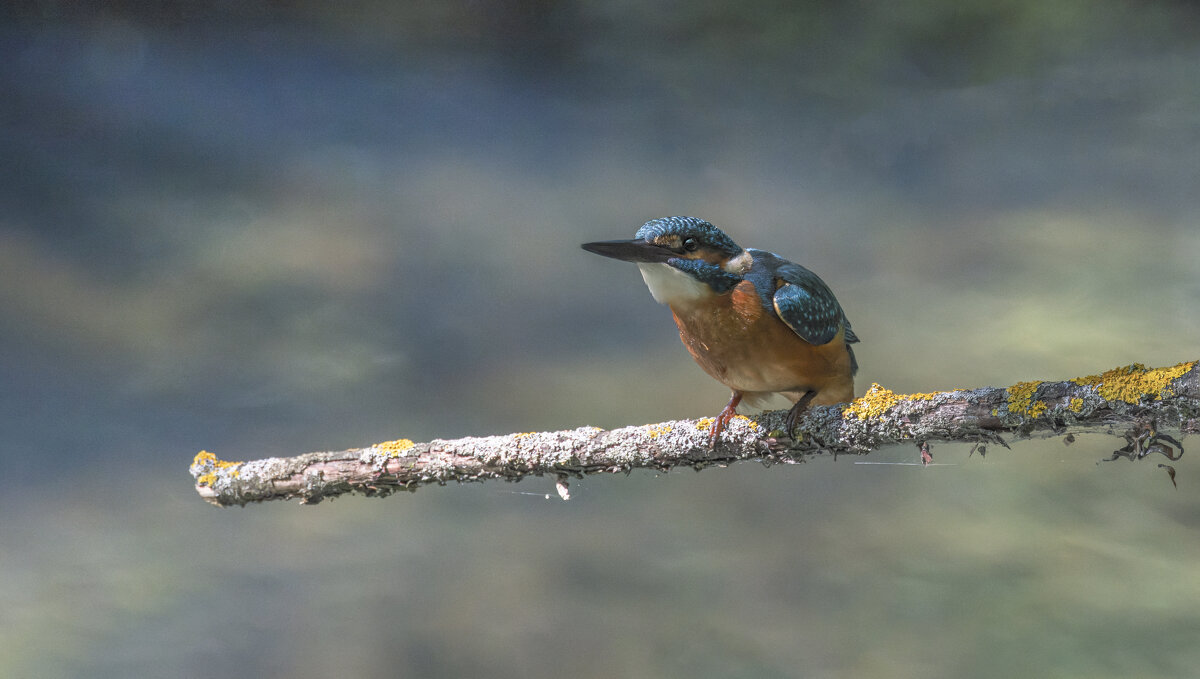 зимородок. - юрий макаров зимородок. - юрий макаров