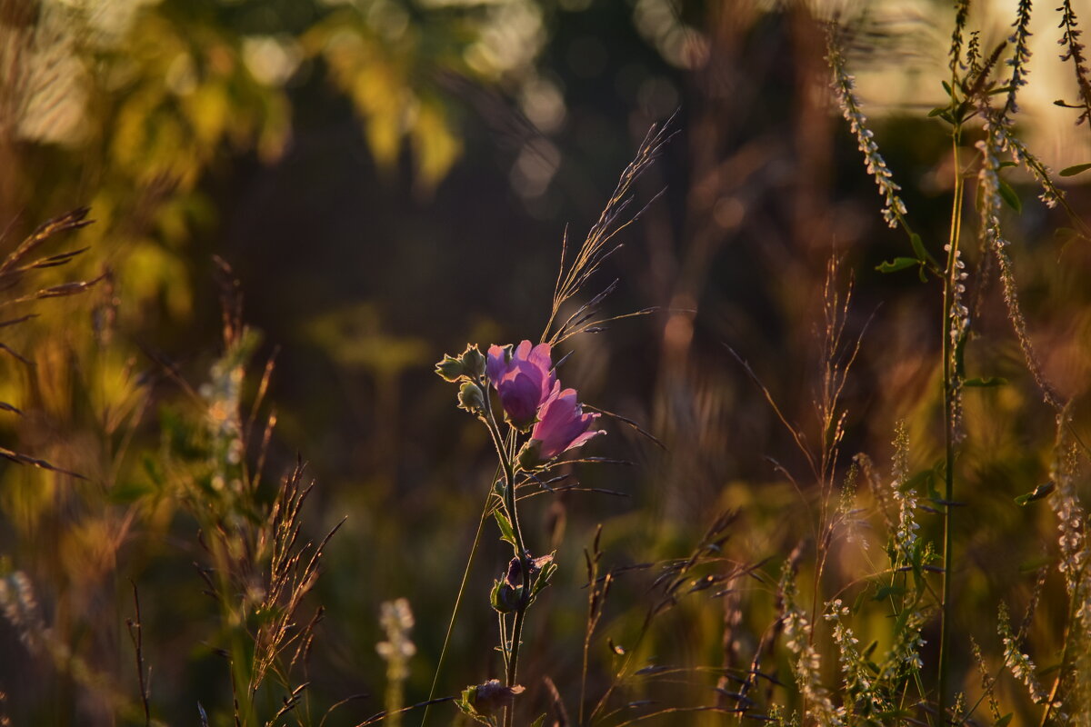 Вечерний свет - Роман Пацкевич Вечерний свет - Роман Пацкевич