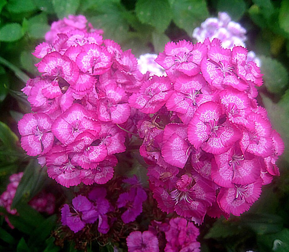 Гвоздики - Елена Семигина