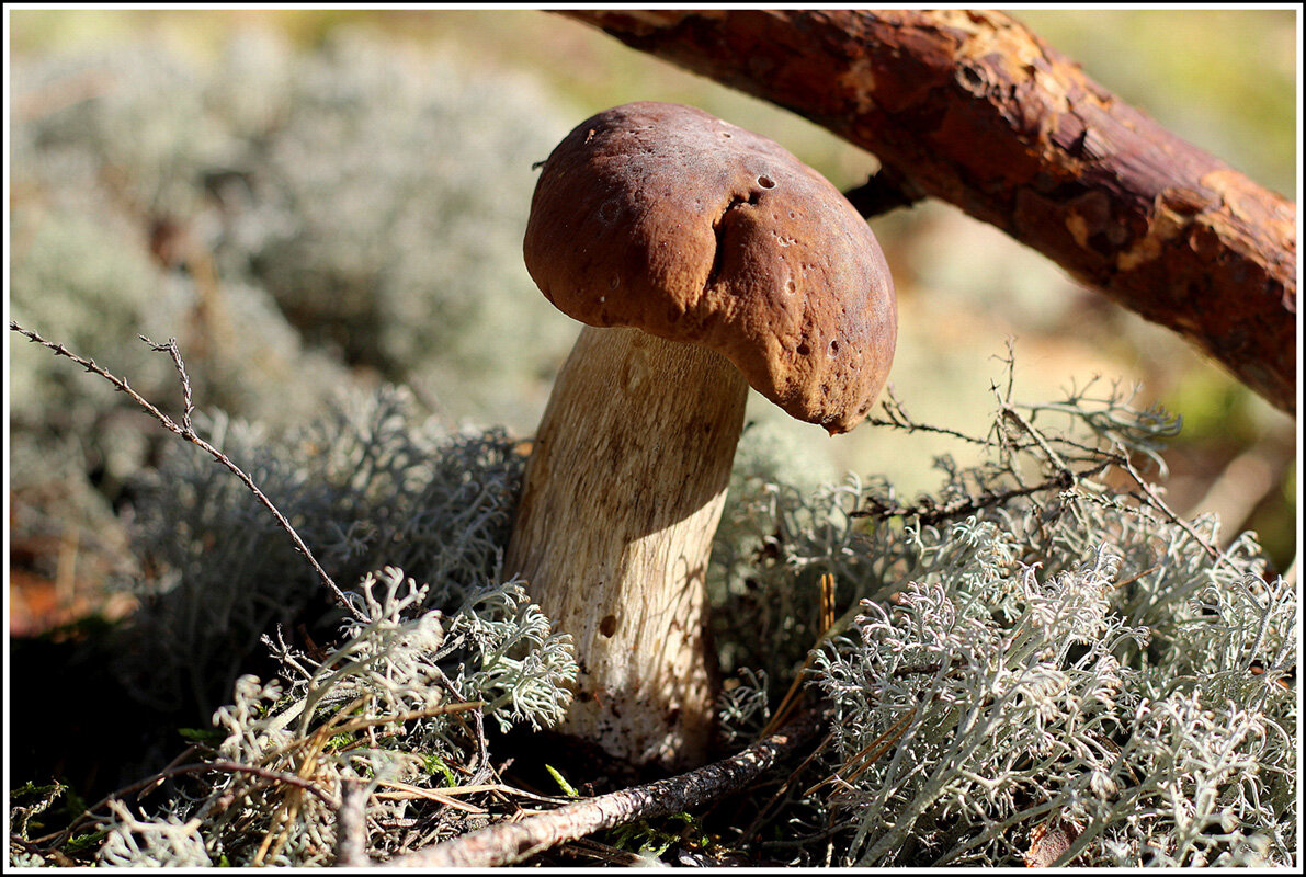 От тихой охоты - Aleksandr Gal