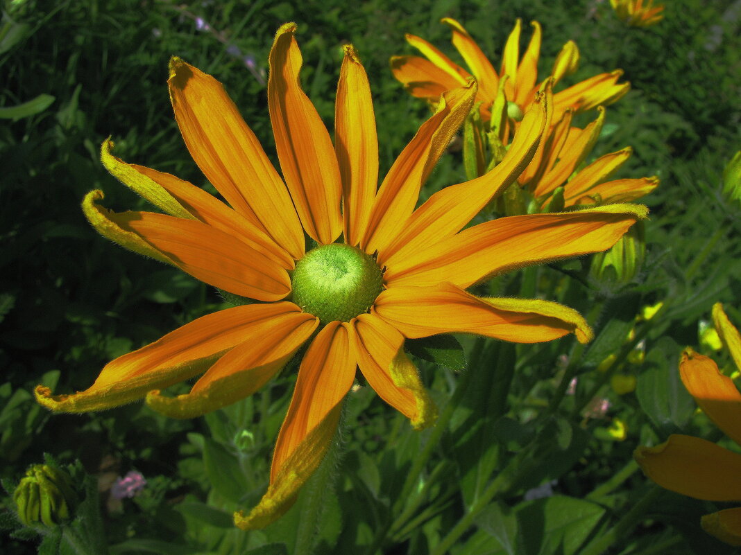 Зеленоглазая рудбекия - Людмила Смородинская Зеленоглазая рудбекия - Людмила Смородинская