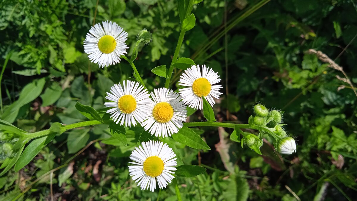 лесное - Елена Шаламова