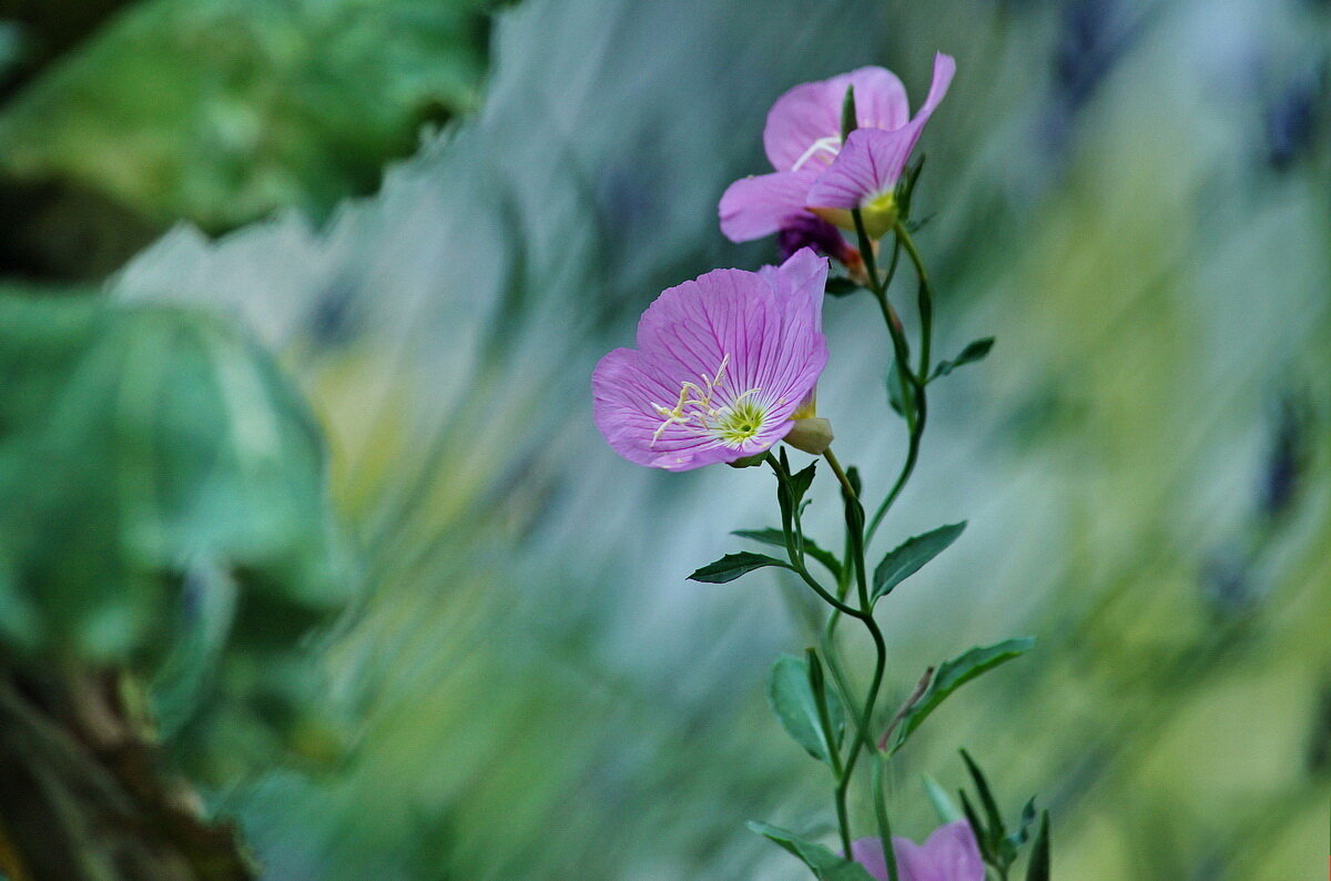 В сказке... - Николай Саржанов