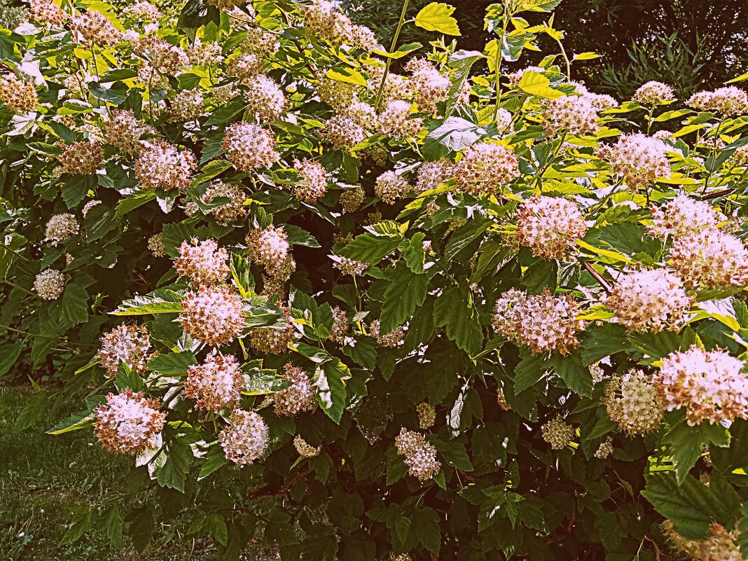 Цветы. - Владимир Драгунский