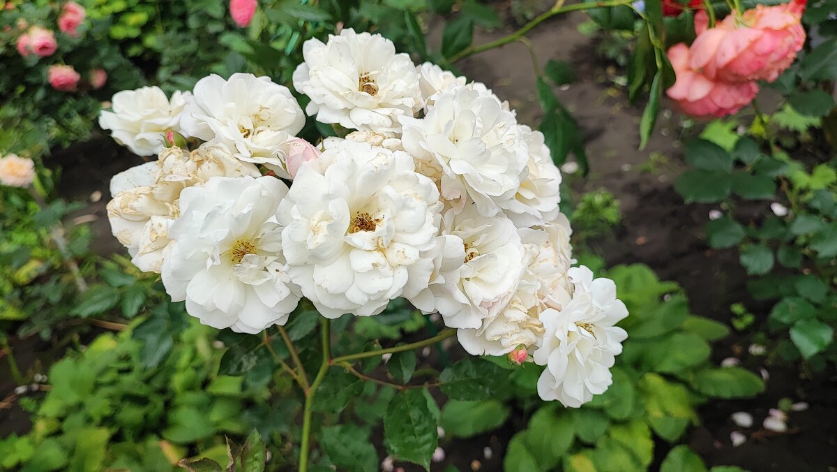 ,,, - Сергей Тимоновский