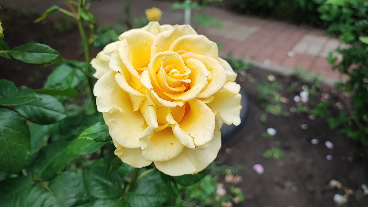 ,,, - Сергей Тимоновский