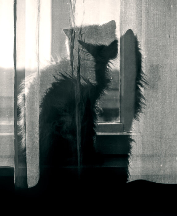 Кошка и её тень - СЮ 