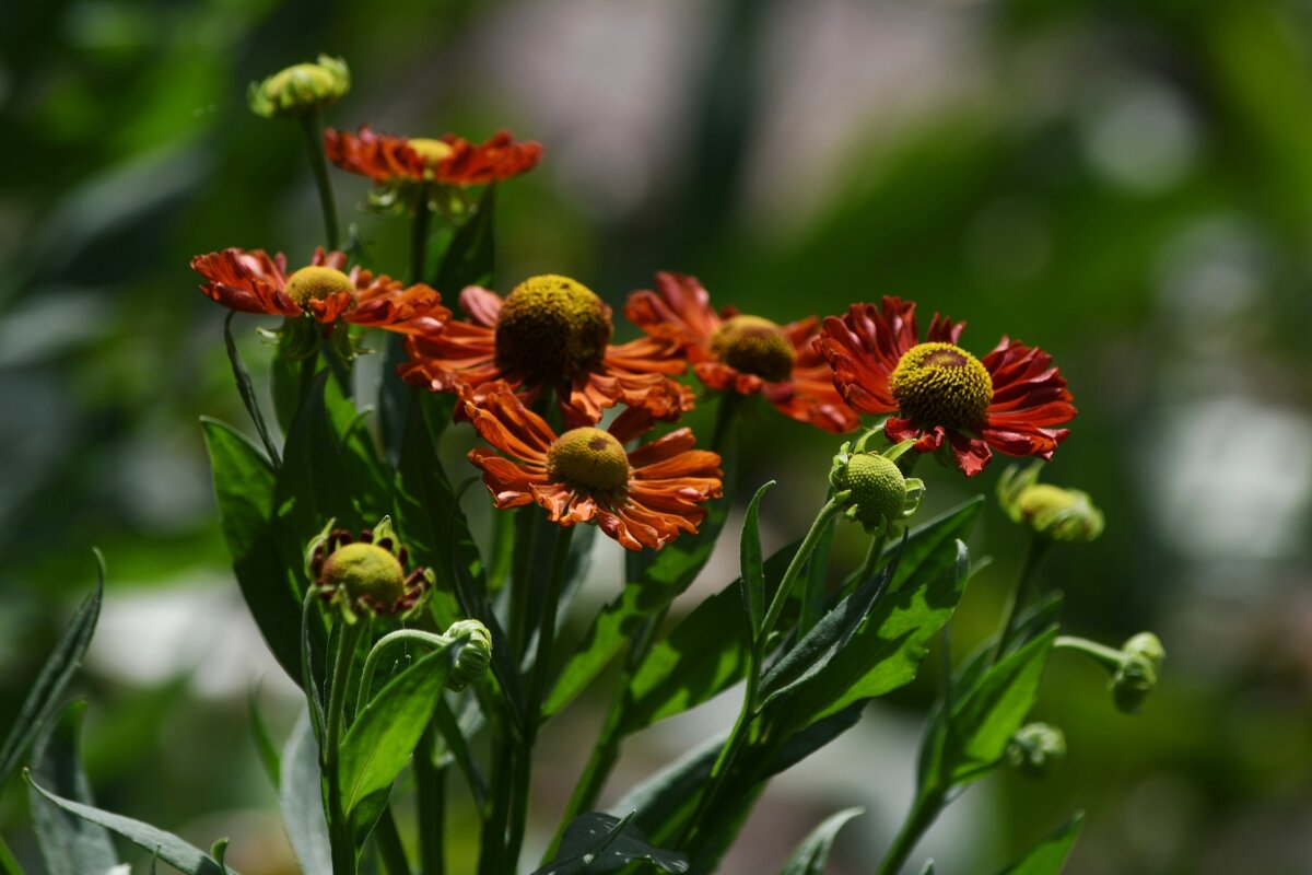 Гелениум - Татьяна Евдокимова