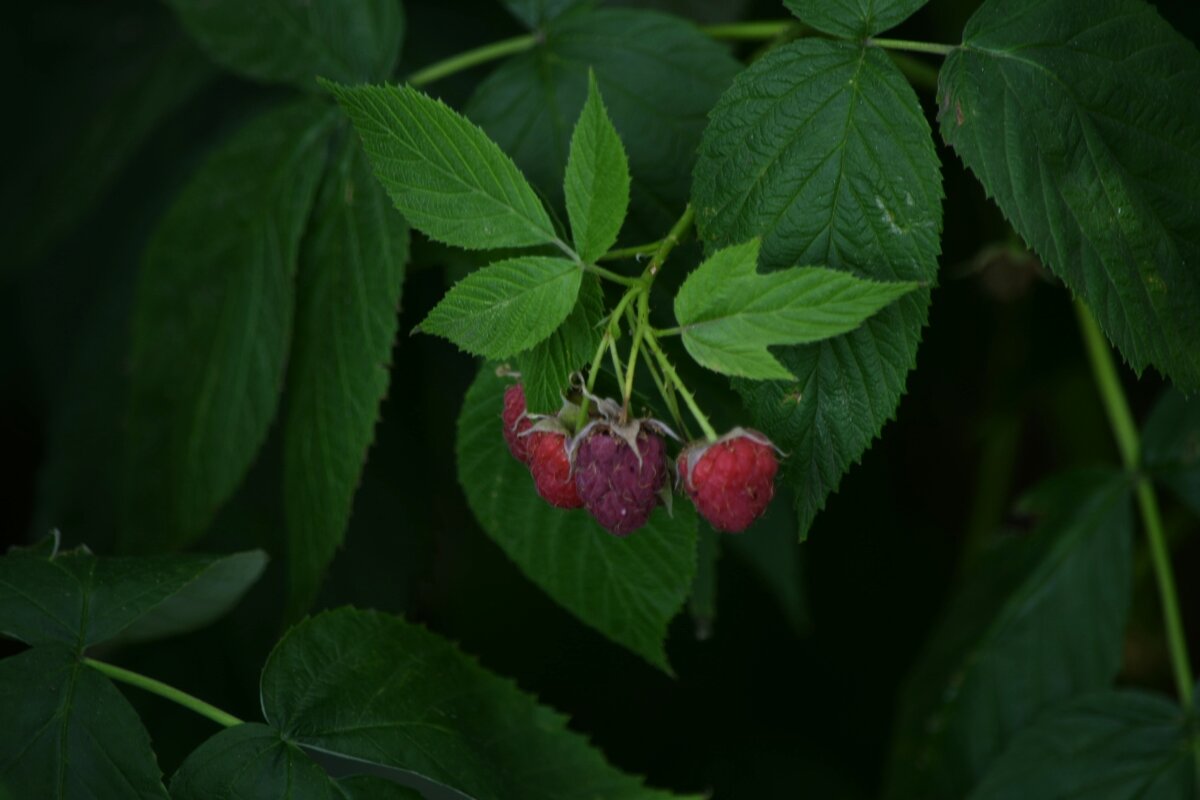 Ягода малинка)) - Татьяна Евдокимова