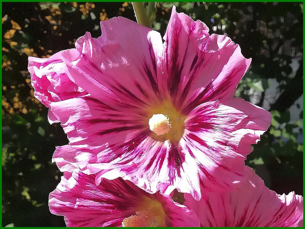 Шток-роза (мальва) - Ольга Довженко