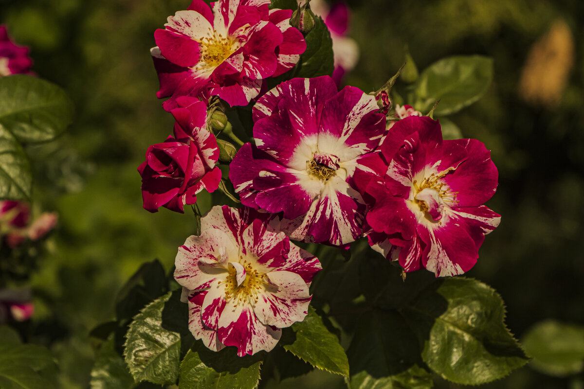 Краски июля. - Петр Беляков