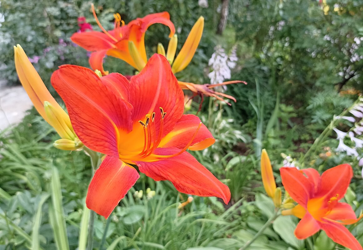 Лилейник - Татьяна Тюменка