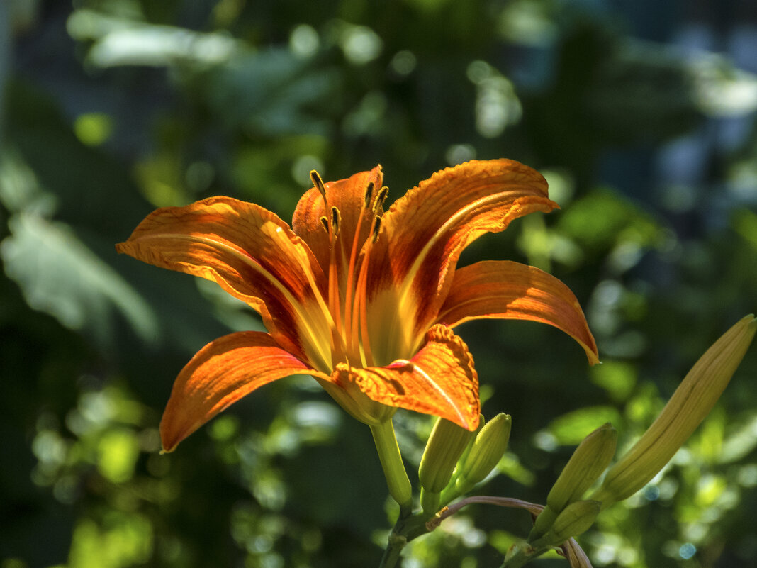 Лилейник - Валентин Семчишин Лилейник - Валентин Семчишин