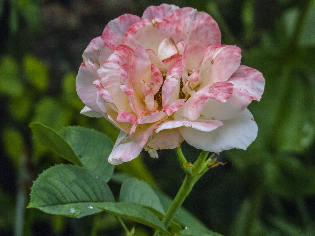 Двух цветная роза - Валентин Семчишин