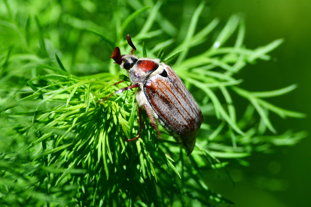Майский жук - Геннадий Супрун Майский жук - Геннадий Супрун