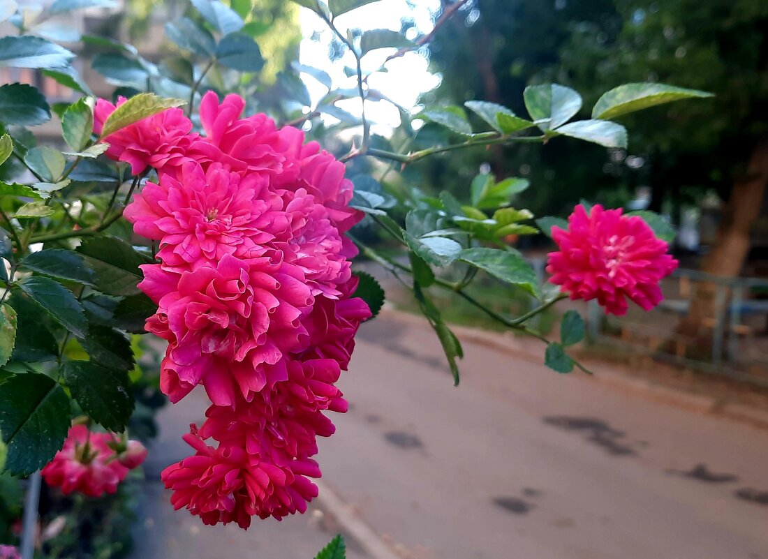 Веточка - Мария Гуськова Веточка - Мария Гуськова