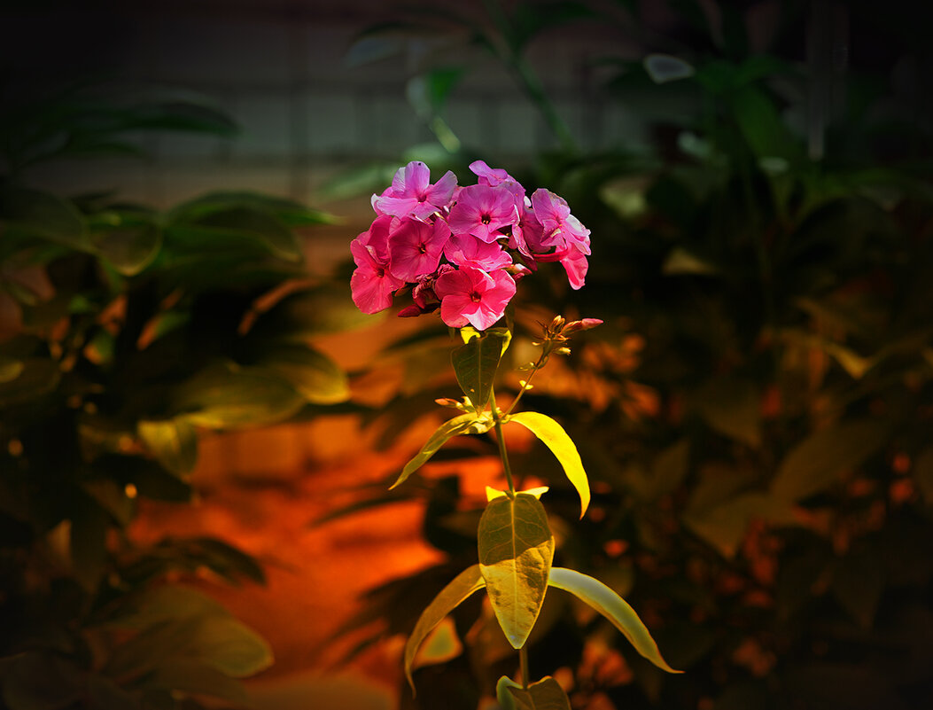 Цветение. - Николай Феофанов Цветение. - Николай Феофанов