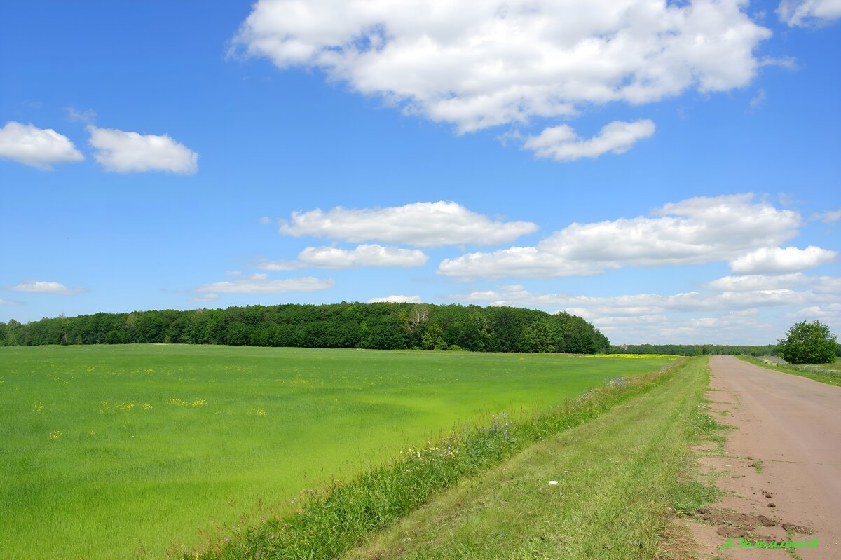 По дорогам июля... - Андрей Заломленков