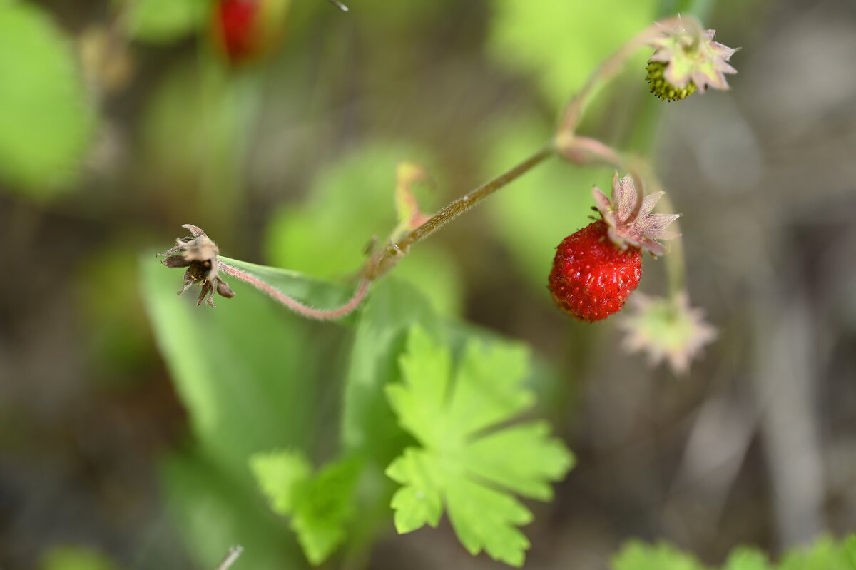 земляника - Ольга 