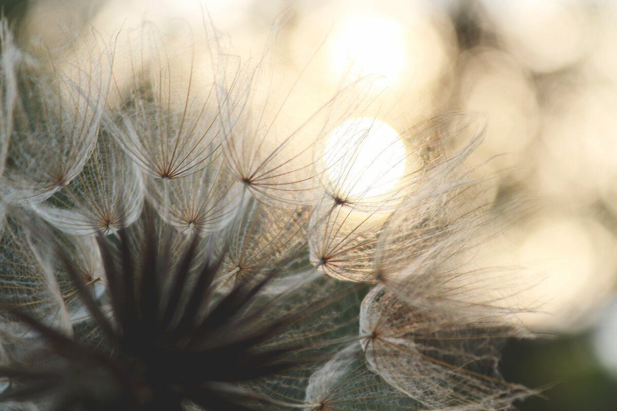 *** - Елена Kазак (selena1965)