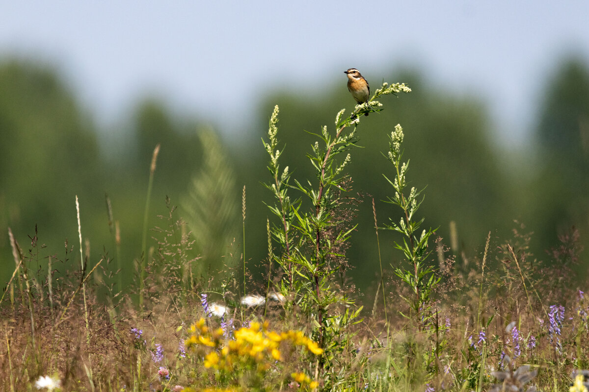 Луговой чекан - Андрей Молодов