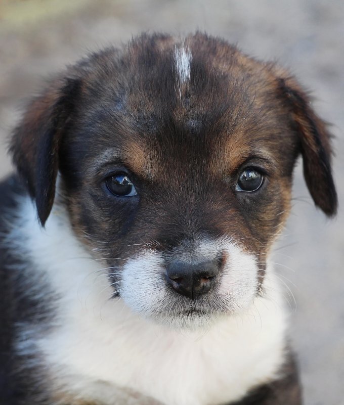 Полканыч - Олегъ Петрович