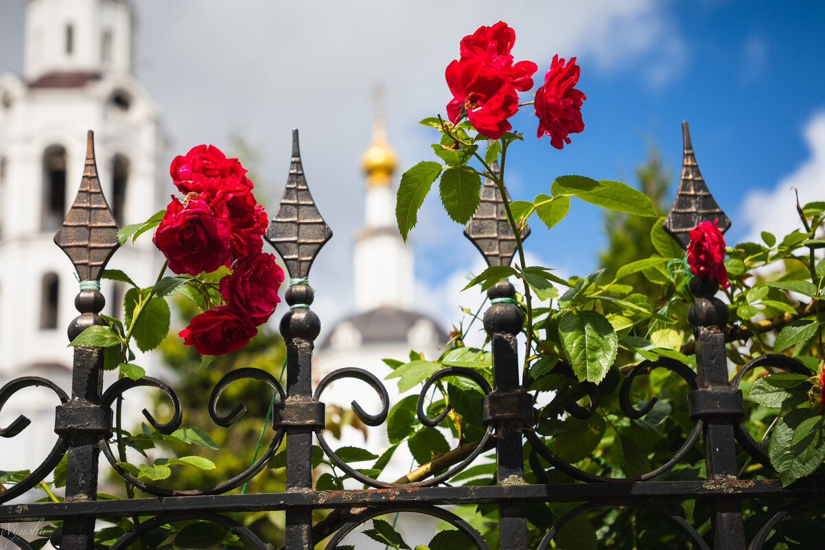 Алые розы на копьях римских центурионов... - Nyusha .