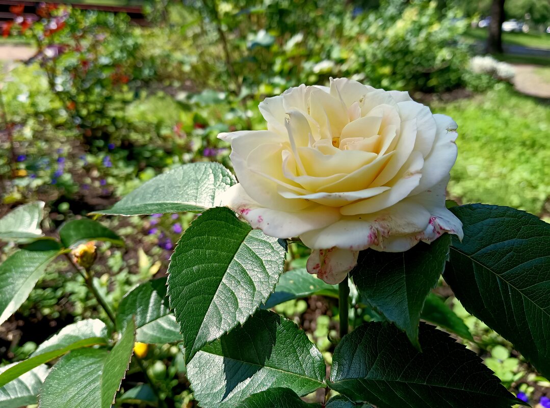 Роза - Мария Васильева Роза - Мария Васильева