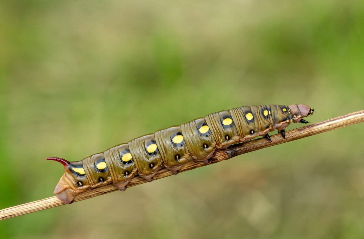 *** - Viktor Makarov