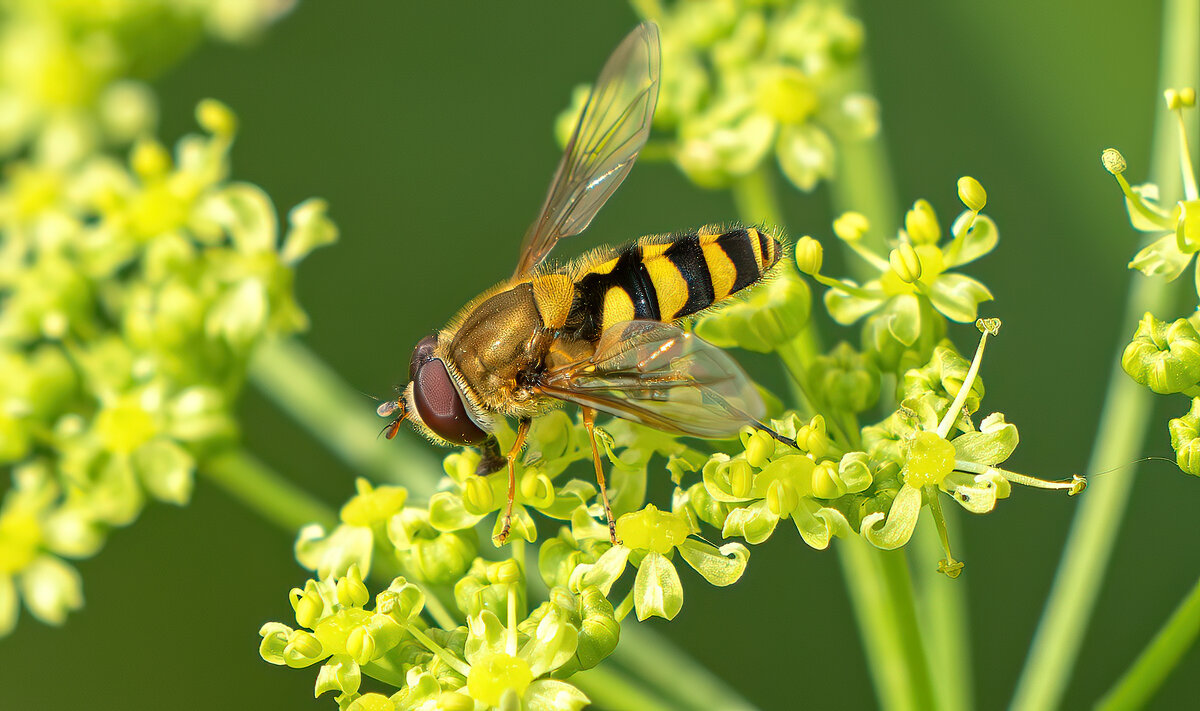 *** - Viktor Makarov