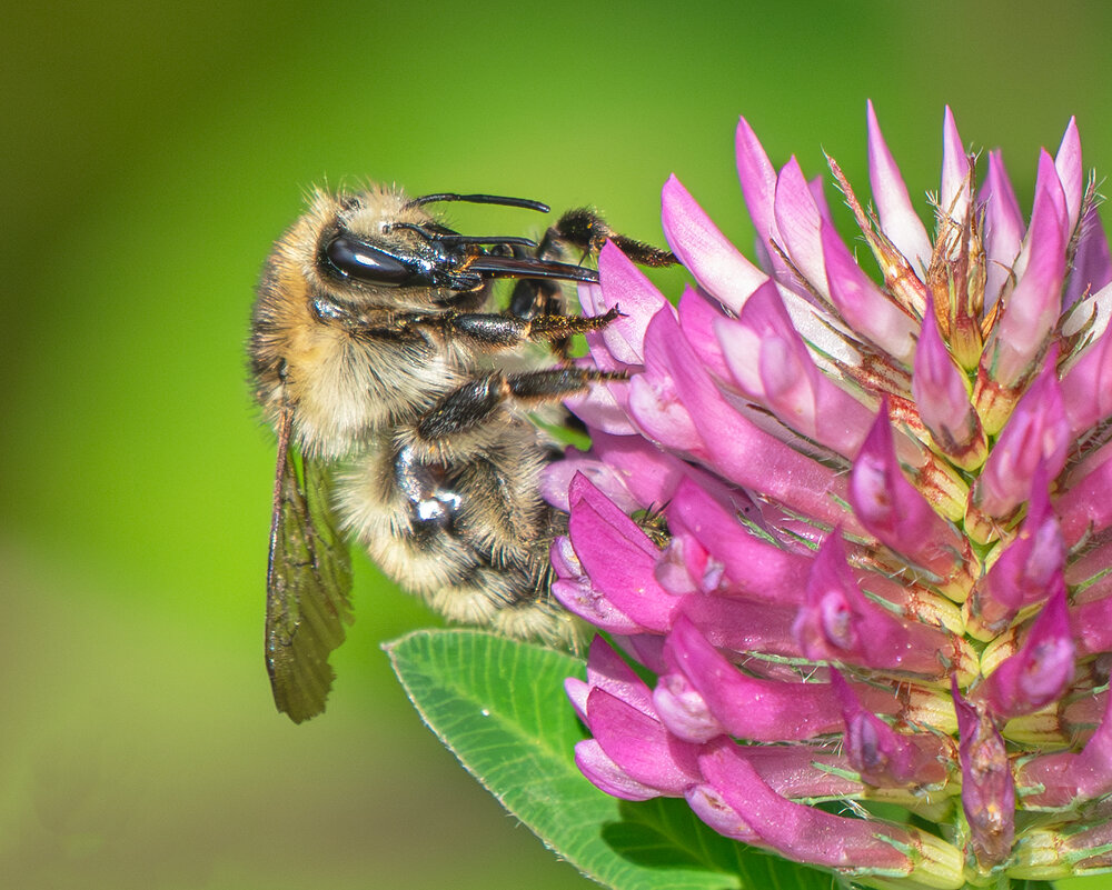 *** - Viktor Makarov